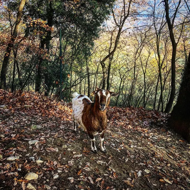 בית חווה מוטספרטולי Podere Casanova איטליה